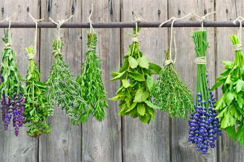 To dry, the savory is bundled and hung up