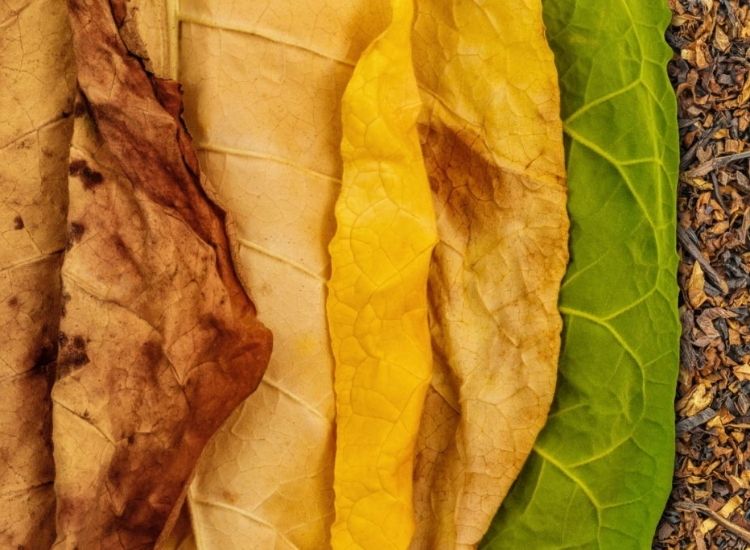 Tobacco leaves slowly change color from light green to brown as they dry