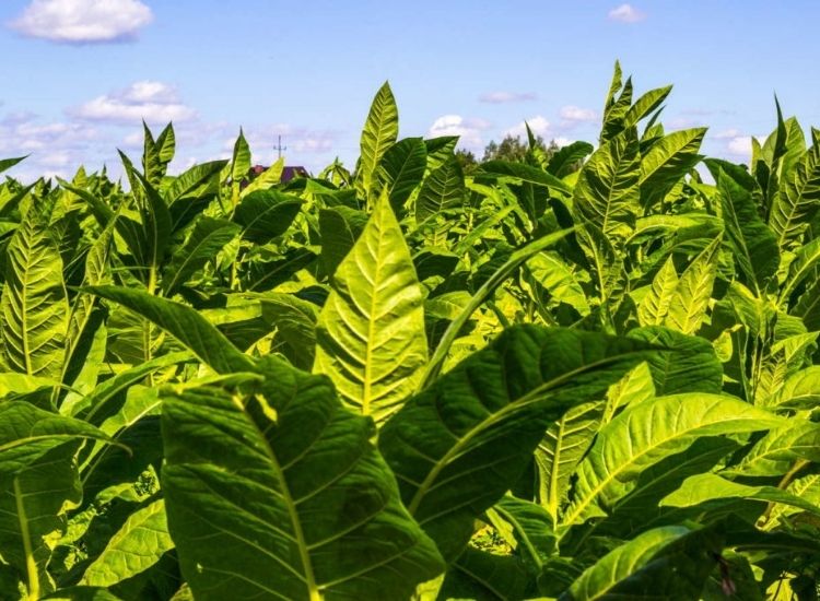 Tobacco plants have been cultivated