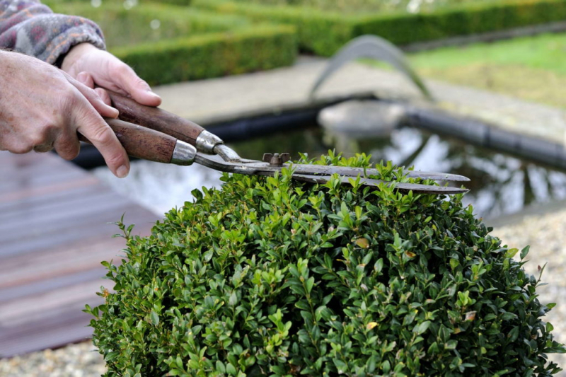 Topiary cuts should be made at the beginning of growth in spring