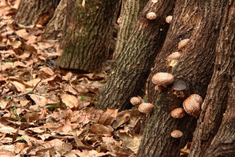 Tree trunks with shiitake mushrooms do not have to be buried