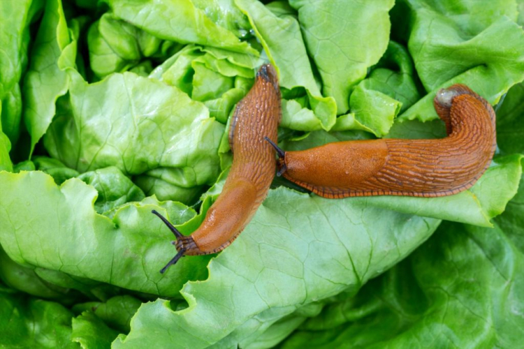 Unfortunately, snails also like to eat lettuce