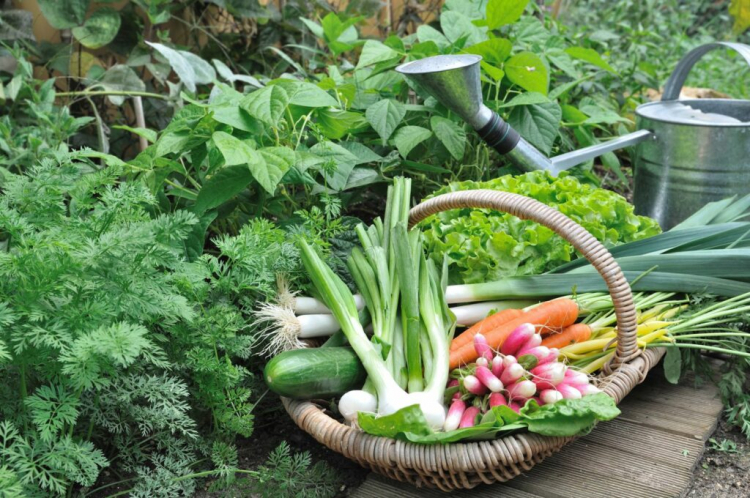 Vegetable Fertilizer