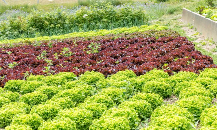 Vegetable bed salad in bed garden