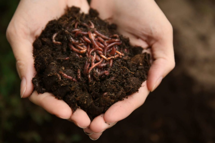 Waste recycling is carried out in worm boxes by compost worms directly at home