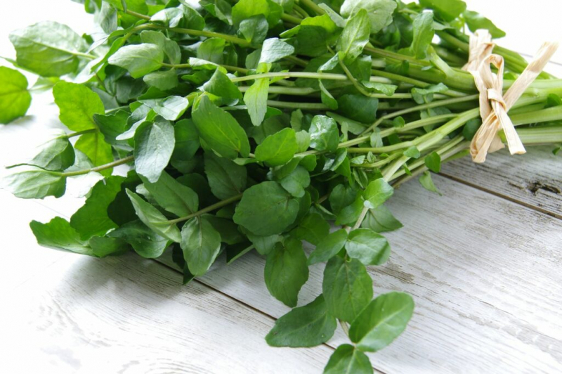 Watercress Salad: Expert Tips on Growing Healthy Cress
