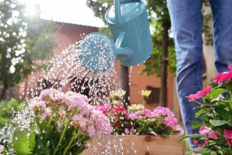 Watering Plants: This Is How You Water Flowers And The Garden Correctly