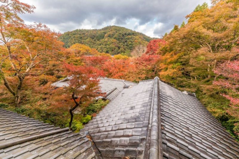 When autumn arrives in the forests of Japanese maple, a wonderful picture emerges