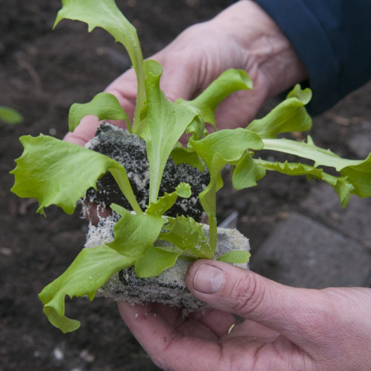 When buying lettuce plants, you should be in good health