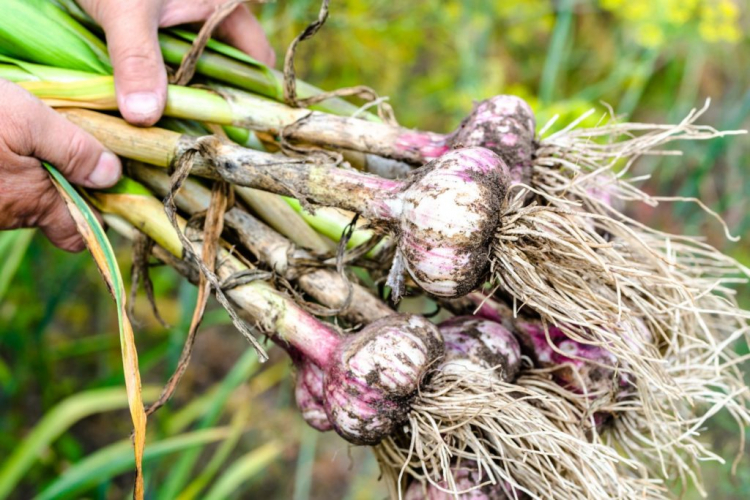 When harvesting, care should be taken not to damage the tubers