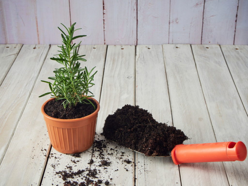 When planting the rosemary, a fertilizer with an organic long-term effect helps