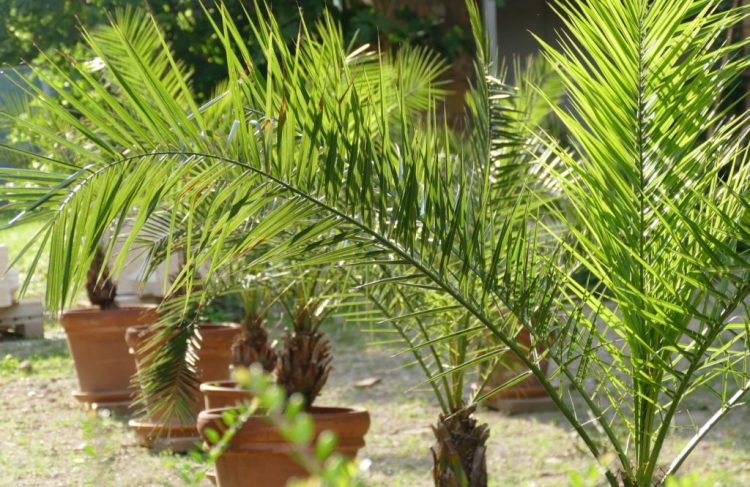 When repotting palms, compost should be mixed in with the potting soil