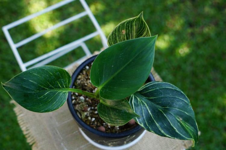 Whether Philodendron or Pothos is usually difficult to say
