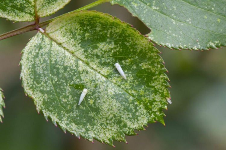 White speckles and light green to white-colored insects indicate rose leafhoppers