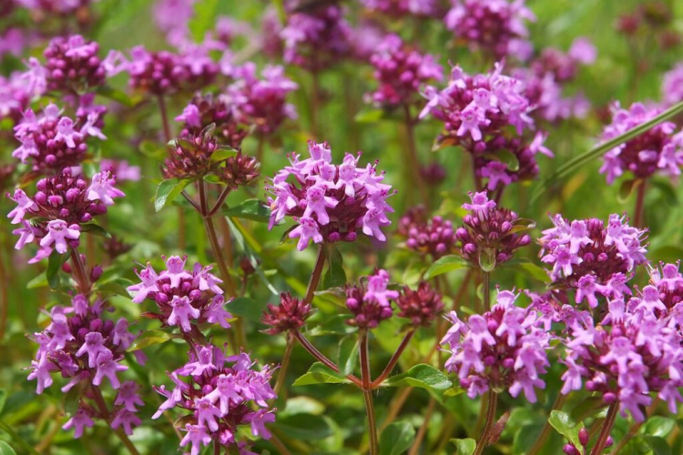 Wild Thyme Plant: Planting And Cutting Of Thymus Serpyllum