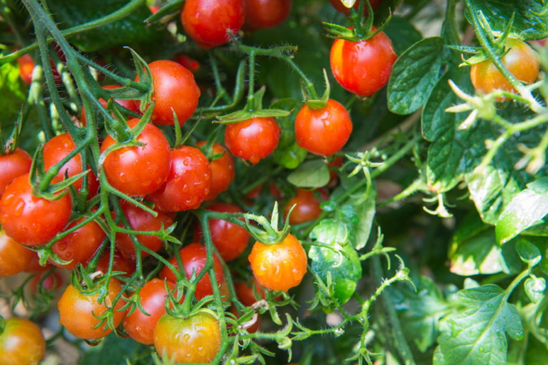 With a tomato fertilizer, the high nutritional requirements of the tomato plants are optimally covered