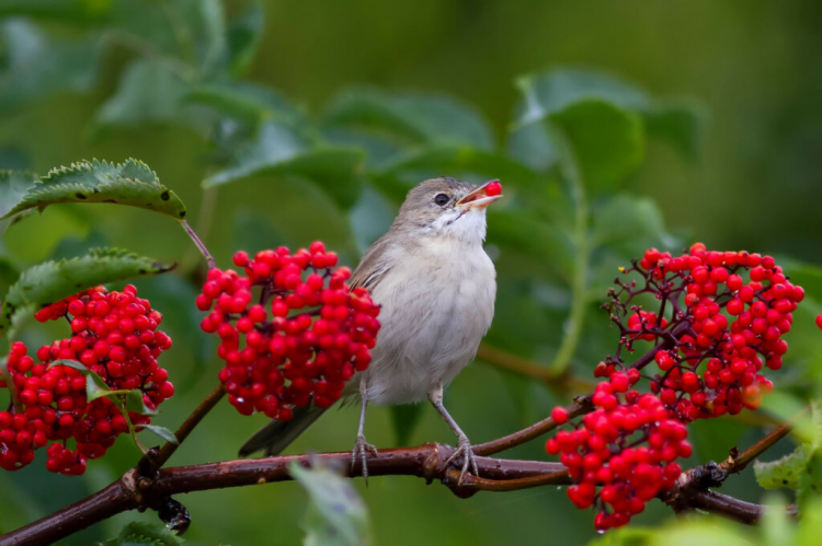 With an elderberry bush in your garden, you provide birds with a valuable source of food