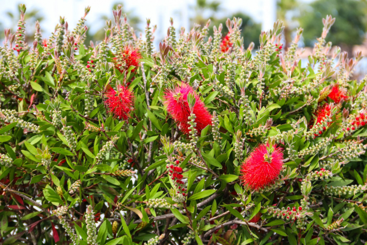With the right care, the Bottlebrush plants will always produce new flowers