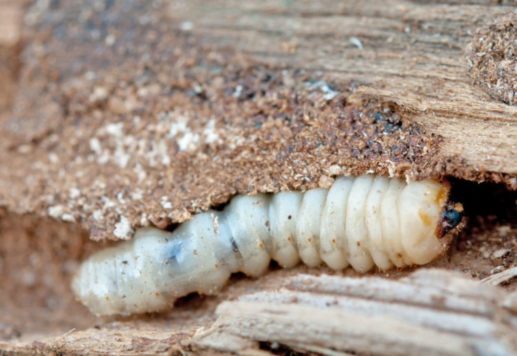 Woodworms especially prefer softwood