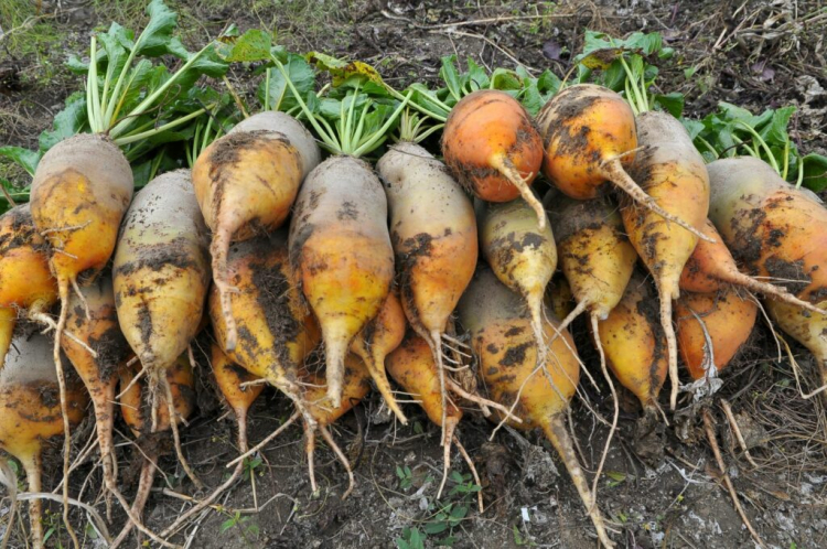 Yellow beets can be rented in the garden