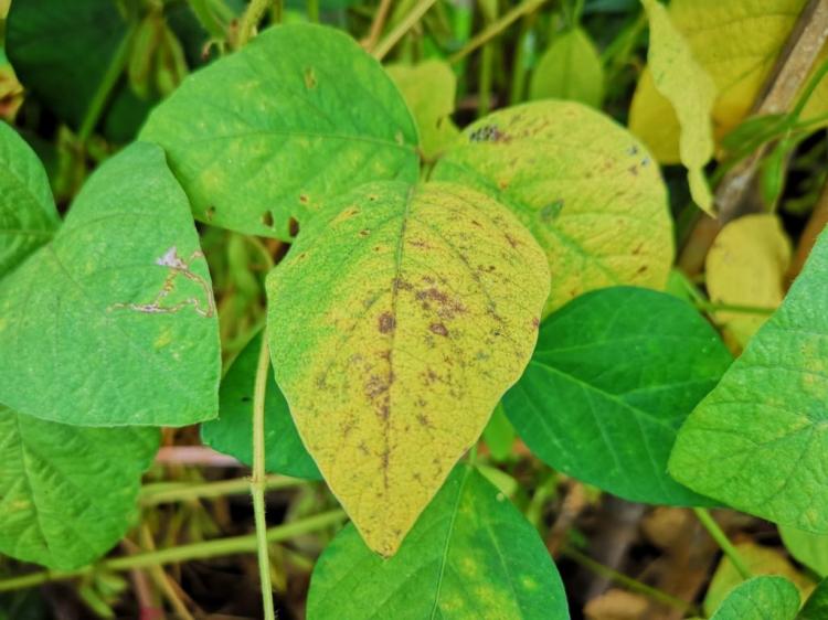 Yellow leaves on legumes are a sign of an infestation by Rhizoctonia solani
