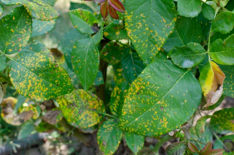 Yellow-red spots on the leaves are characteristic of rose rust