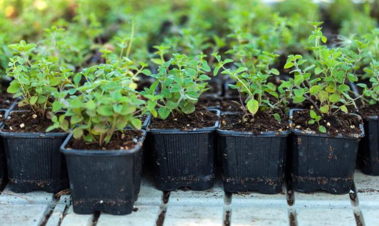 You can also buy young oregano plants