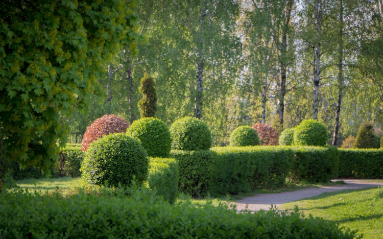 You can plant beautiful hedges with privet