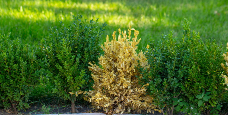 You can recognize a boxwood infected by a disease by its brown leaves and shoot tips