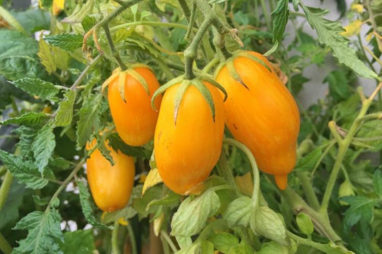 Banana Legs Tomato: Planting & Caring For The Yellow Tomato
