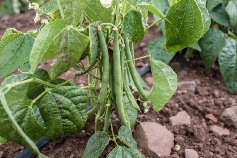 Fertilize Beans: Professional Tips For Correct Fertilization