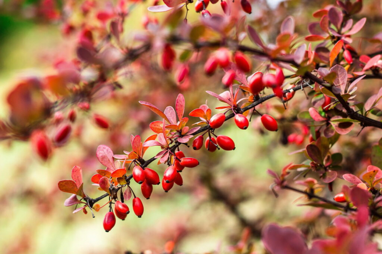 Barberries Plant: Caring And Planting For The Wood