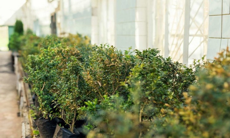 boxwood trees in the gardenshop