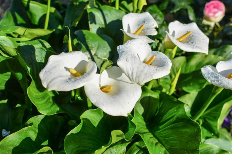 Calla Lily Winter Care: How The Exotic Survives The Cold