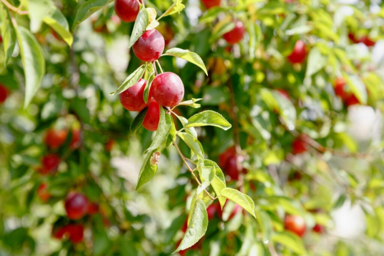 Cherry Plum: Everything About The Rote Mirabelle