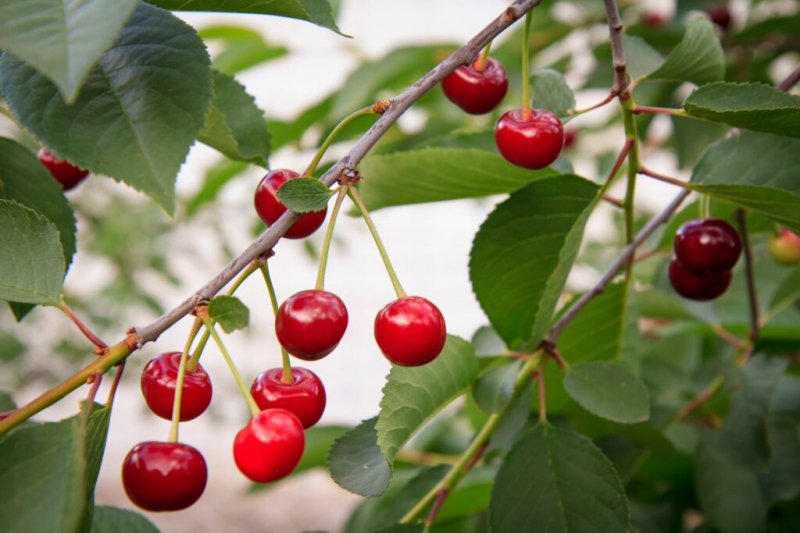 When And How Fertilizing Cherry Trees?