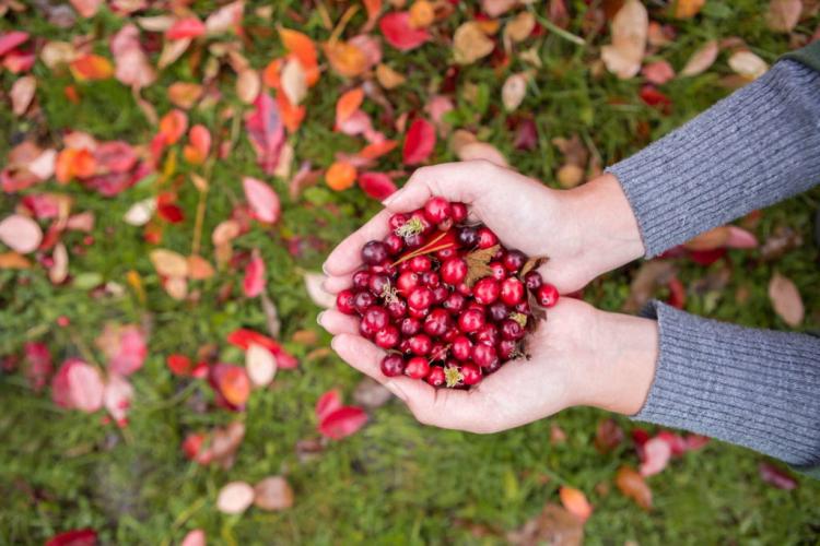 Cranberry plants: everything from planting to harvest