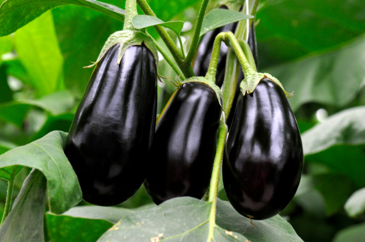 Eggplant Care, Harvesting And Storage