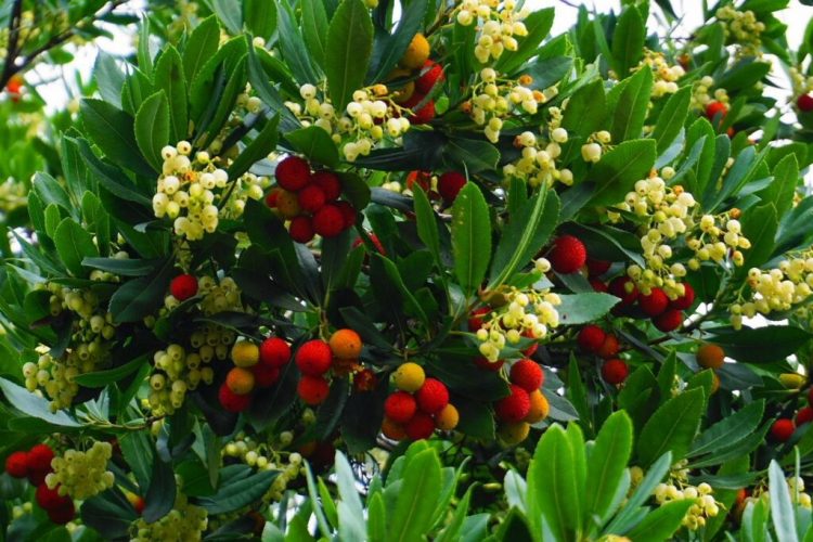 Strawberry Tree: The Best Types And Tips For Planting In The Garden