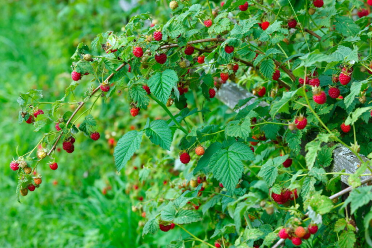 fertilize raspberries