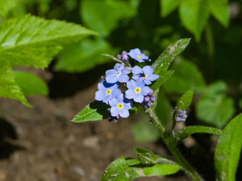 forget-me-not can also be propagated