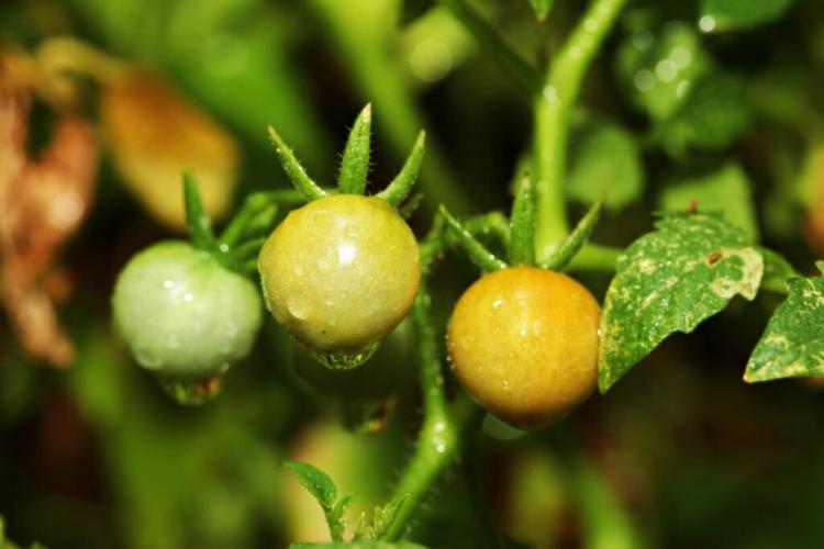 Galapagos Tomato: Growing And Caring For The Wild Yellow Tomato