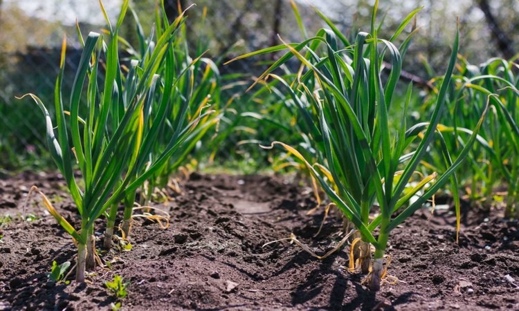 garlic-in-bed-planting