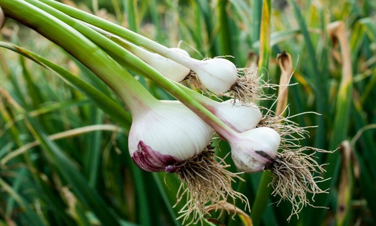 garlic-plants-in-the-garden
