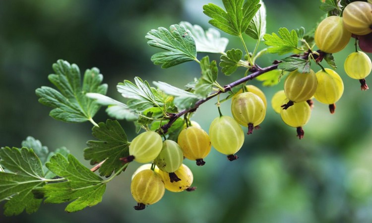 gooseberry-ripe-garden