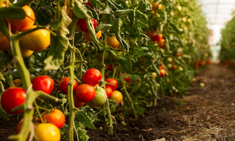 Tomato Fertilizer: Do Tomatoes Need A Special Fertilizer?