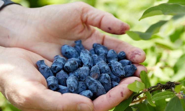 honeyberry fruits in the two hand