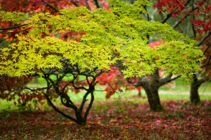 Fertilizing Maple: Expert Tips On Fertilizing Japanese Maple
