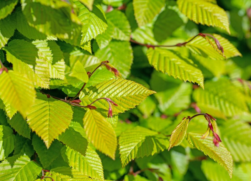 Fertilizing Hornbeam Hedge: Tips On Timing And Choice Of Fertilizer