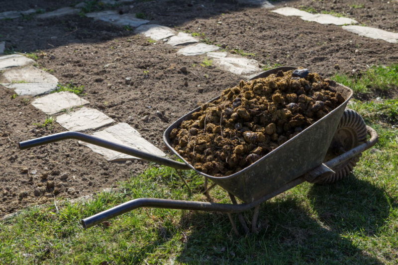 Horse Manure As fertilizer: Effect And Use In The Garden